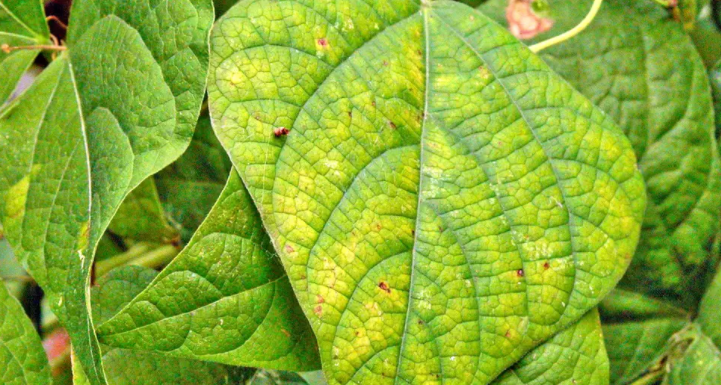 What Kind of Deficiency is That? [Cultivate Guide]  Cultivate Supply
