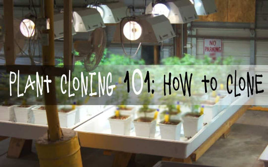 Plant Cloning 101: How to Clone