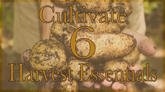 Harvest Time: 6 Cultivate harvest essentials