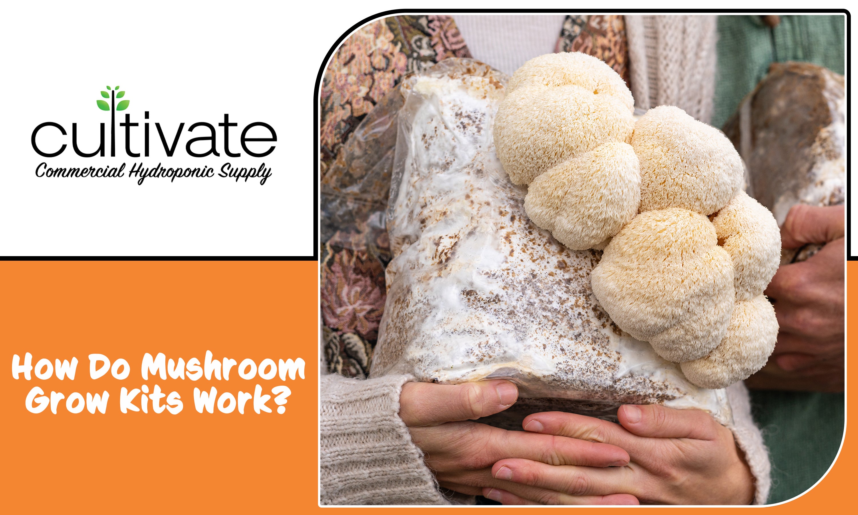 Do Mushroom Grow Kits Work? Cultivate Supply