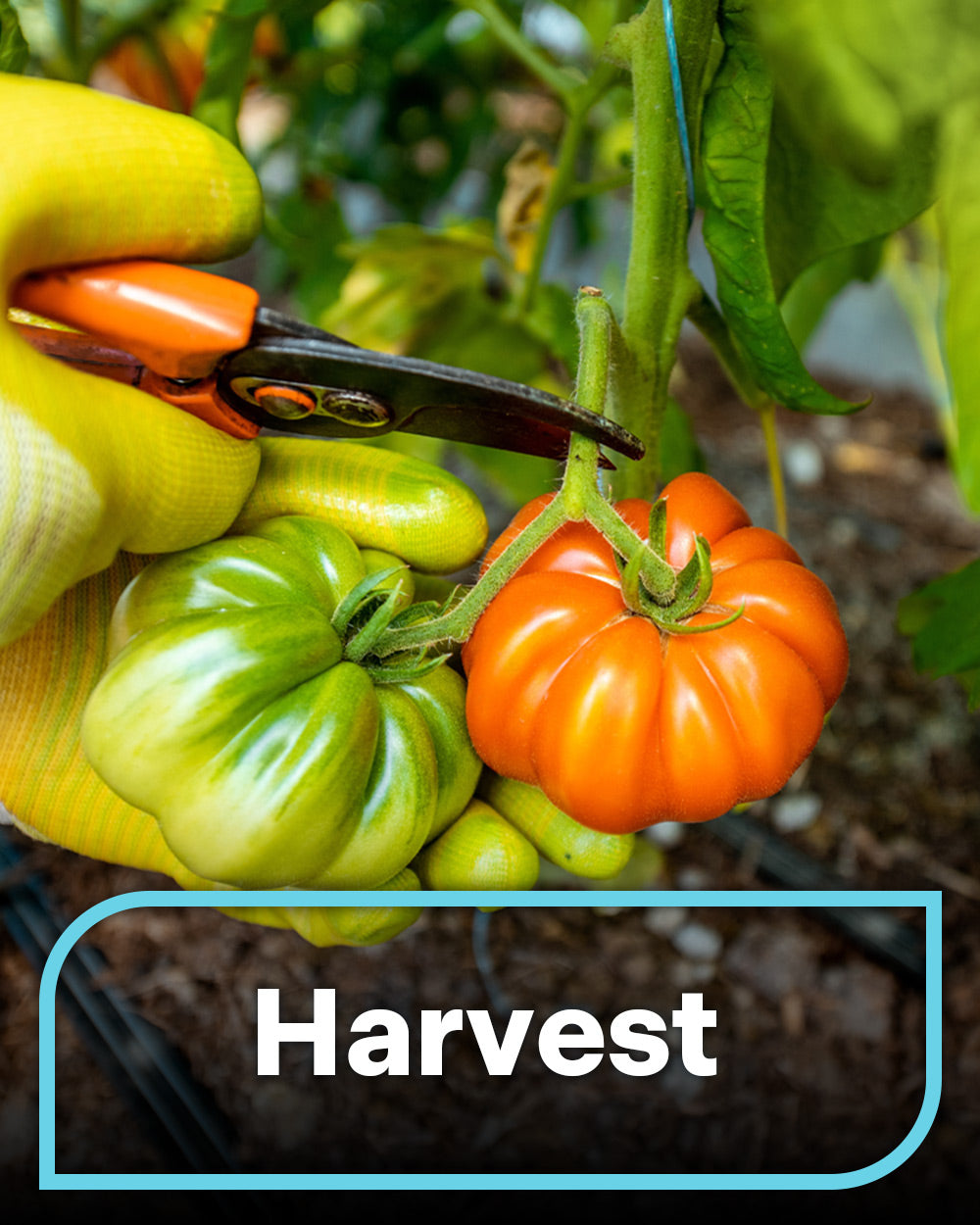 Harvest & Storage Solutions