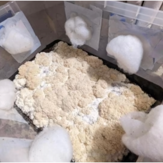 North Spore WOODLOVR Hardwood Substrate 5 lb