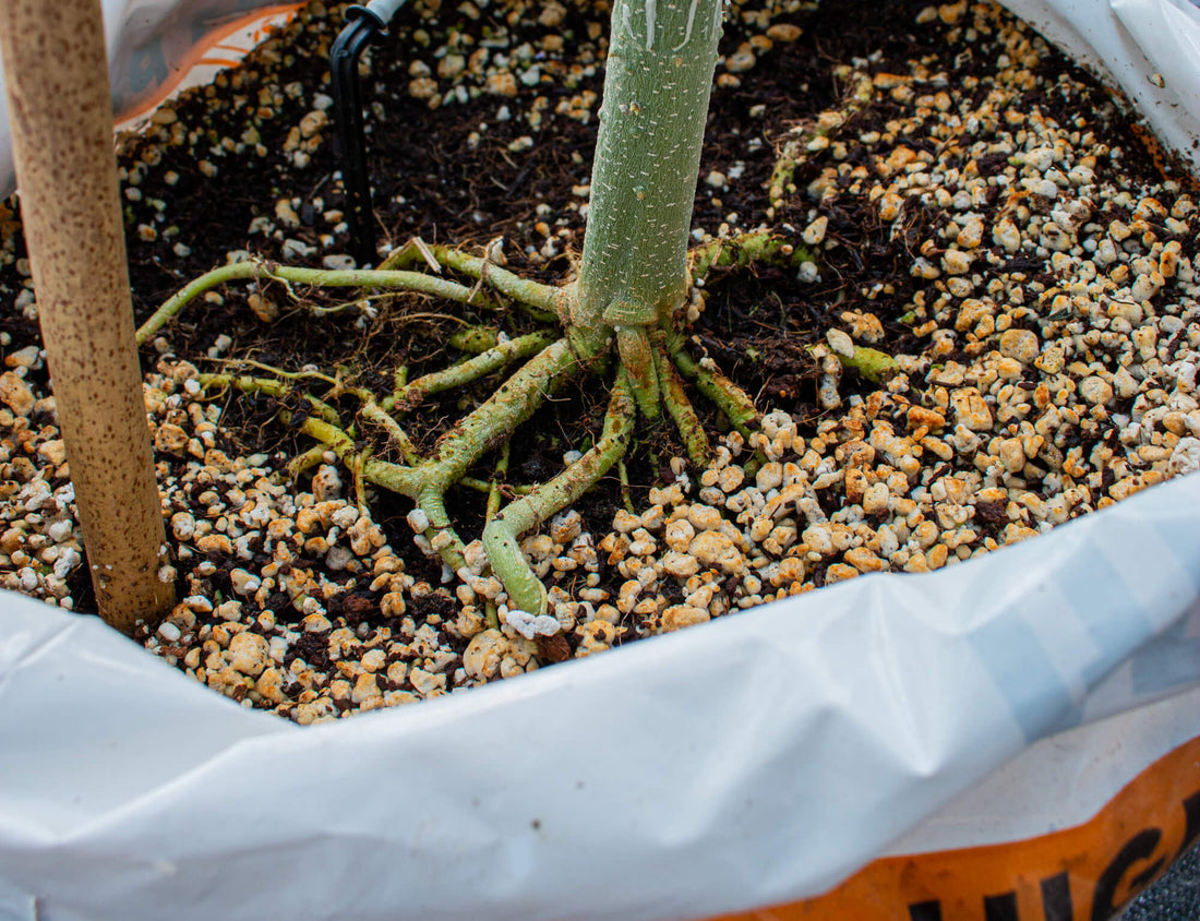 How to Grow in a Bag of Soil