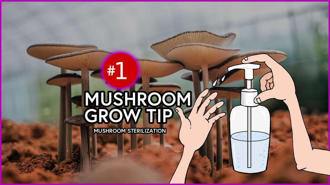 Keeping it Clean: The Ins and Outs of Sterilization in Indoor Mushroom Cultivation