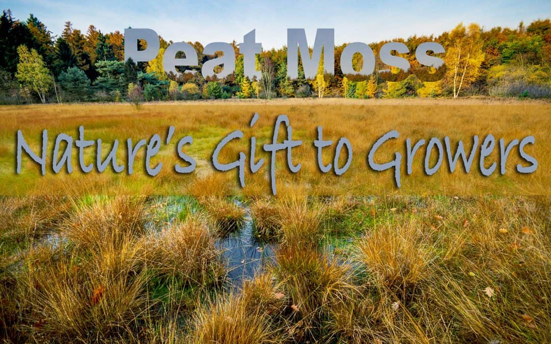 Peat Moss: from bogs to bags