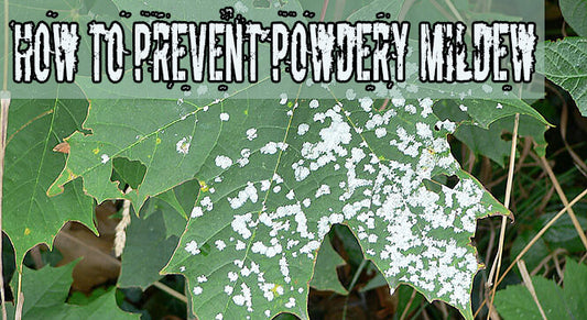 What Is Powdery Mildew And How To Prevent It