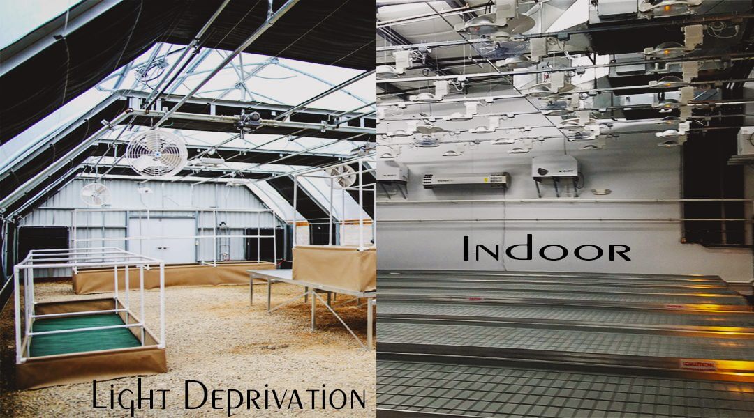 Light Deprivation vs. Indoor: Which Yields Better?