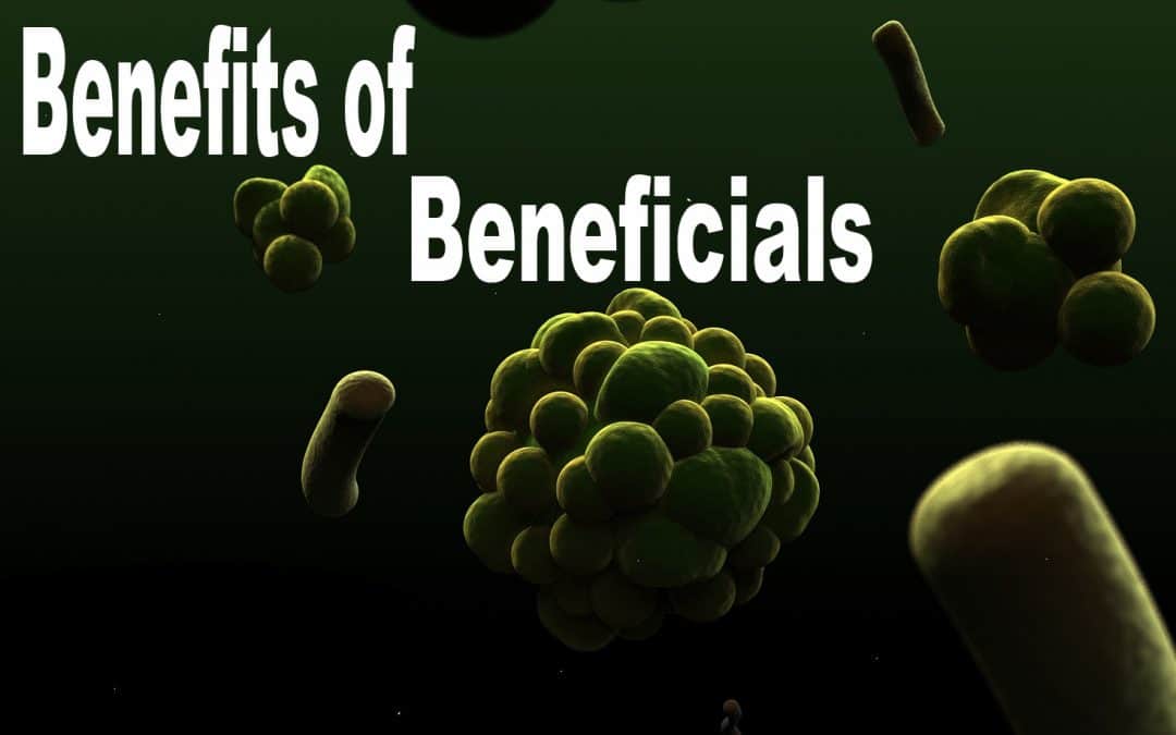 The Top 5 Beneficial Bacteria for Plants