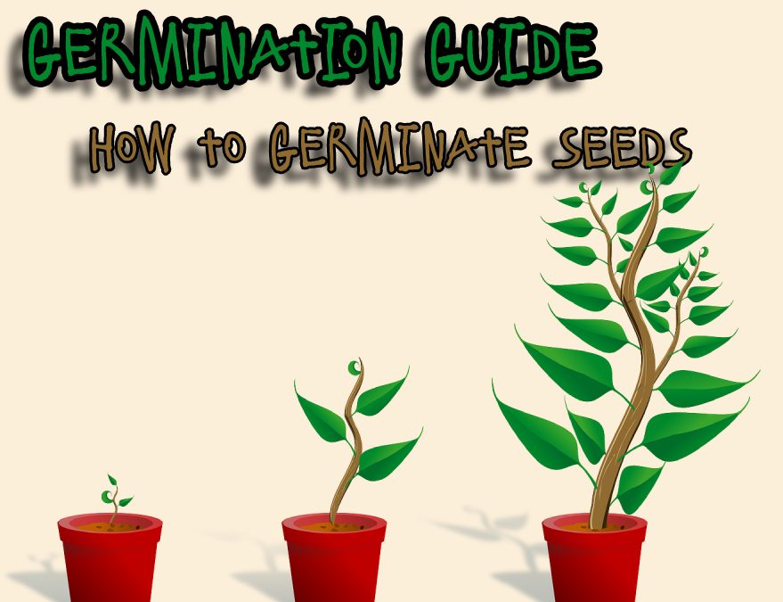 Germination Guide: How to Germinate Seeds
