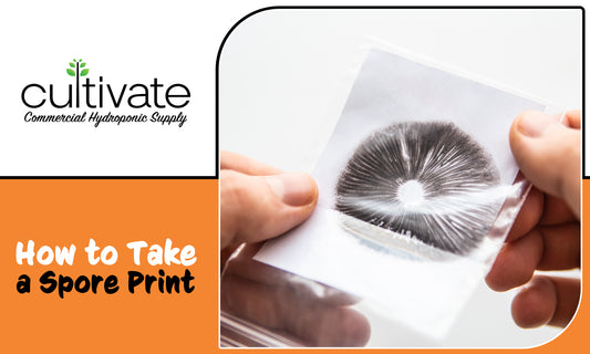 How to Take a Spore Print