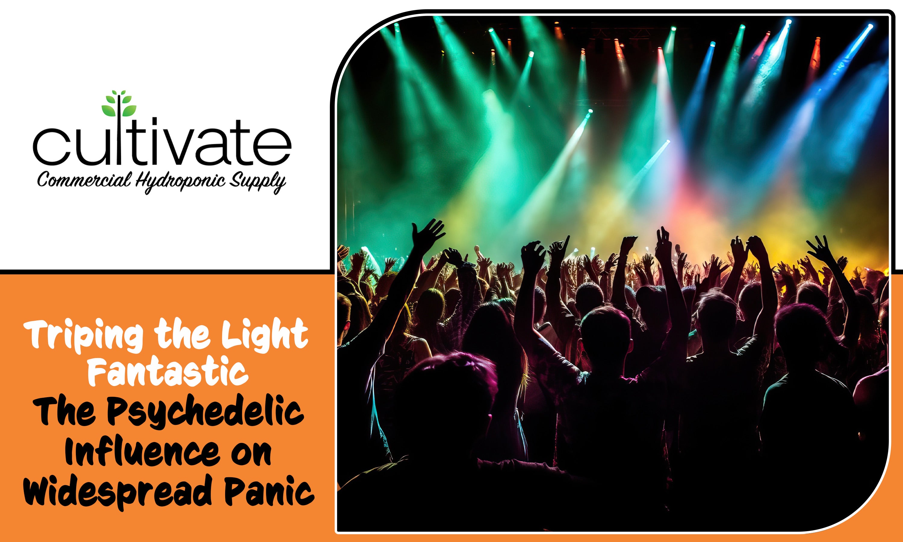 Tripping the Light Fantastic: The Psychedelic Influence on Widespread ...