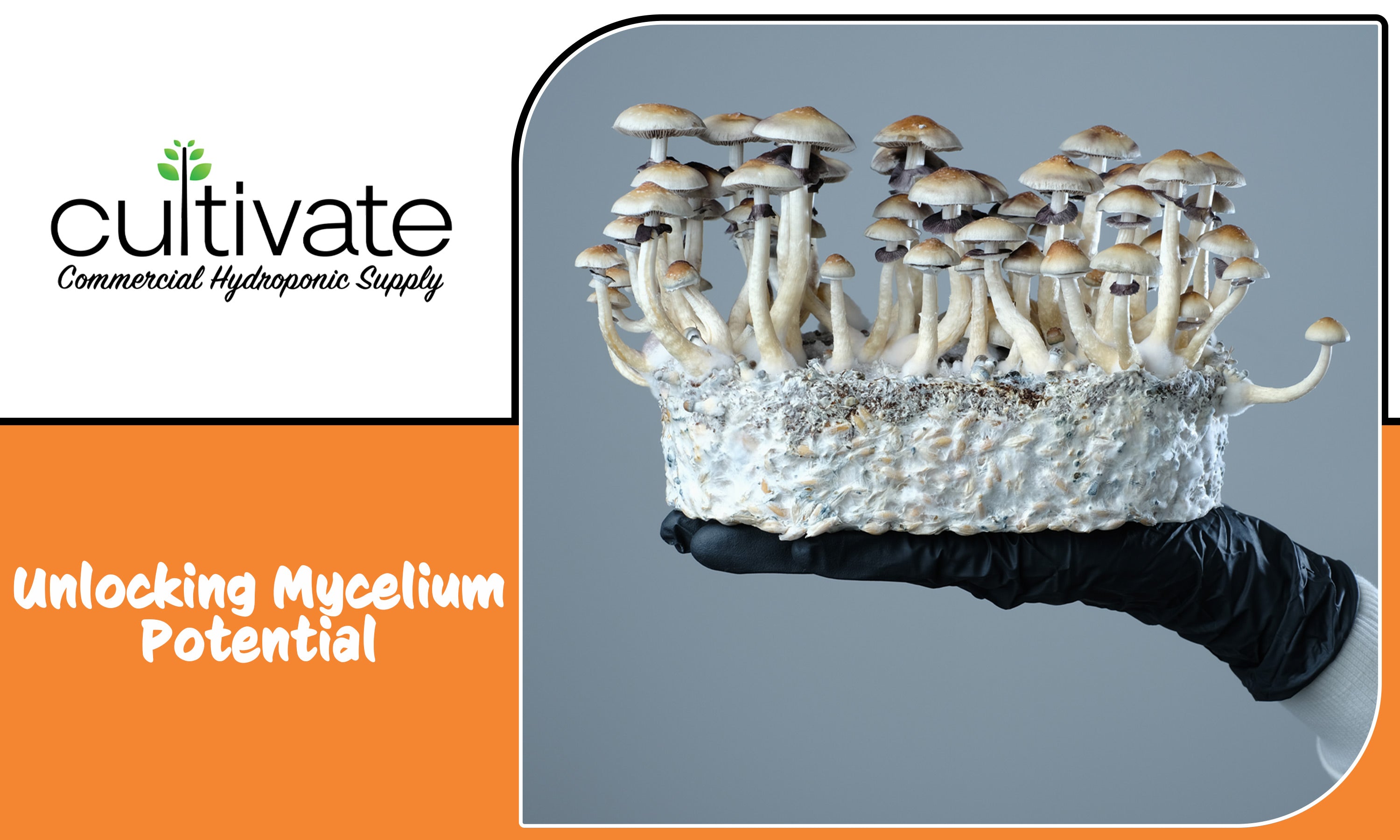 Unlocking Mycelium Potential: The Role of Grain Spawn in Mushroom Cult ...