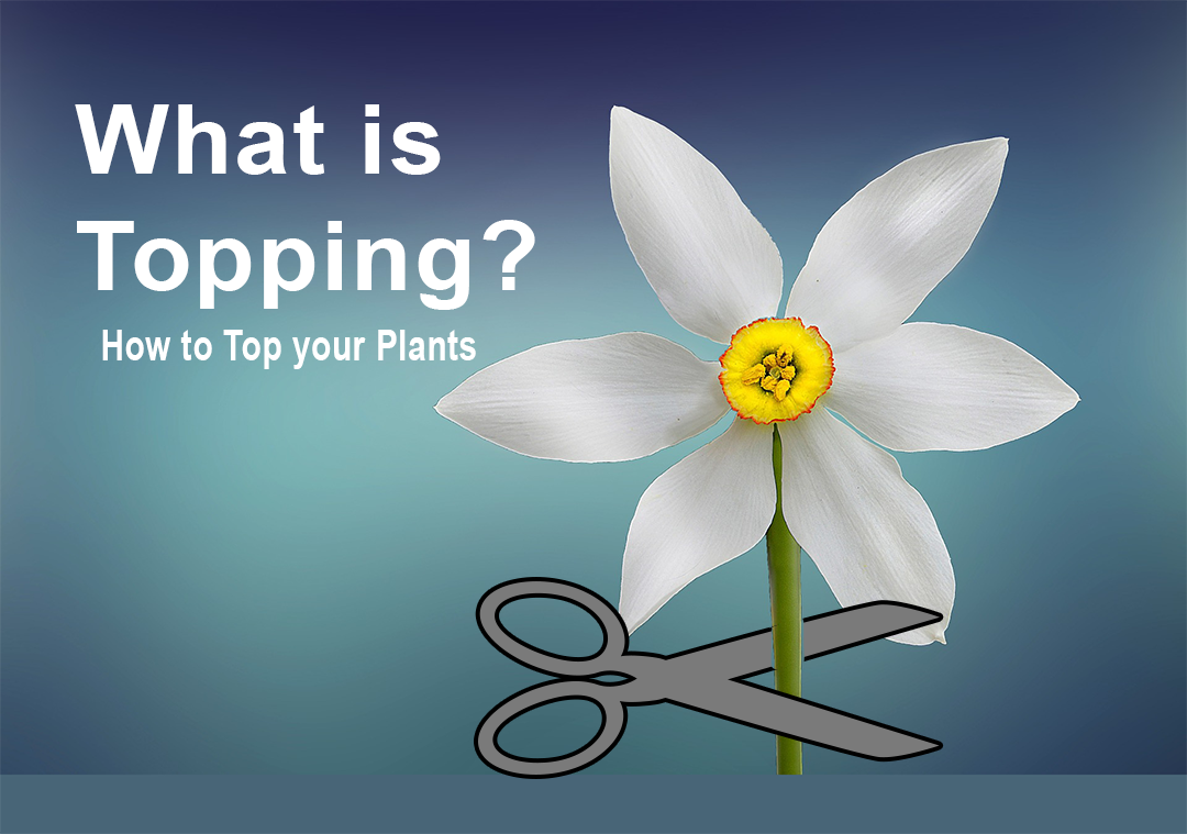 What is Topping? How to Top your Plants