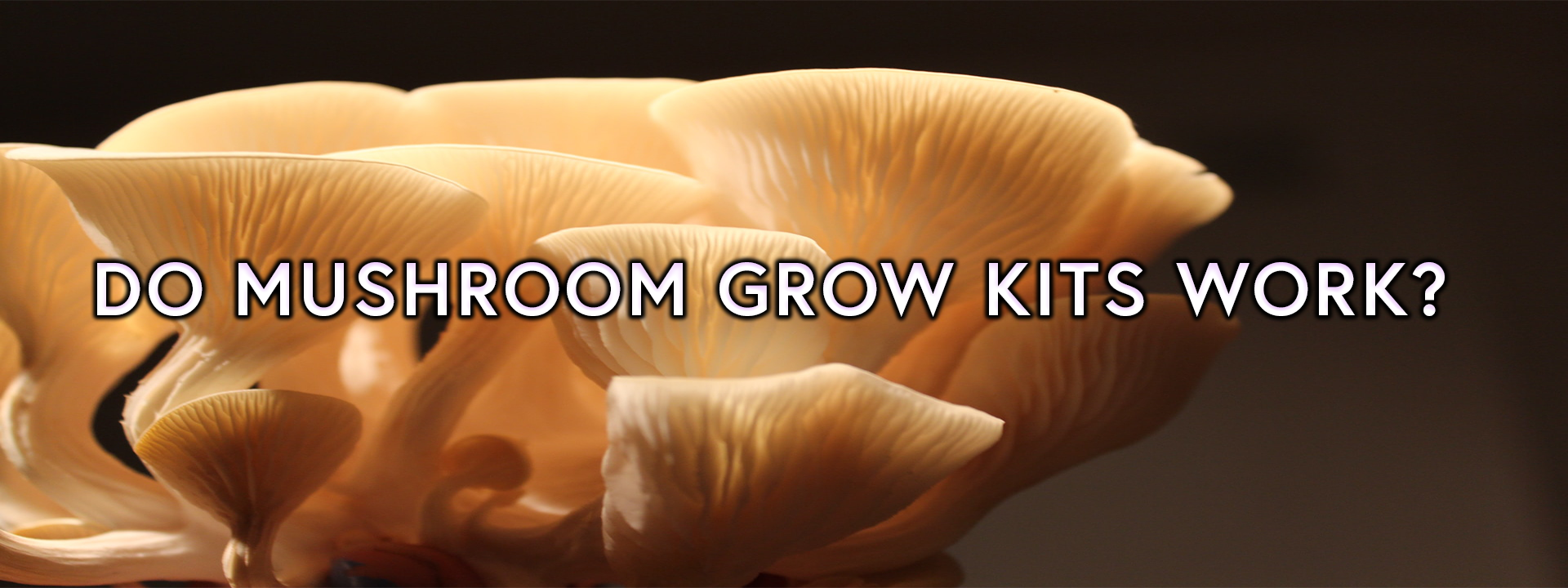 Do Mushroom Grow Kits Work? Cultivate Supply