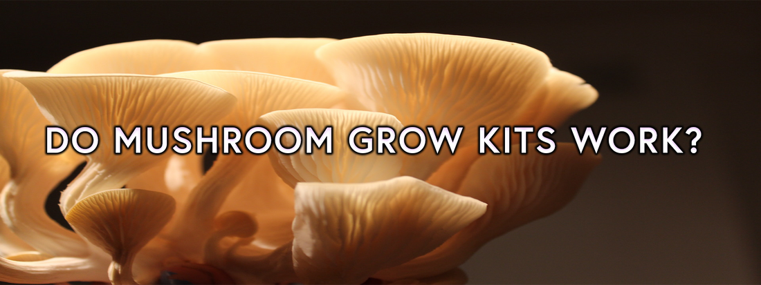 Do Mushroom Grow Kits Work?