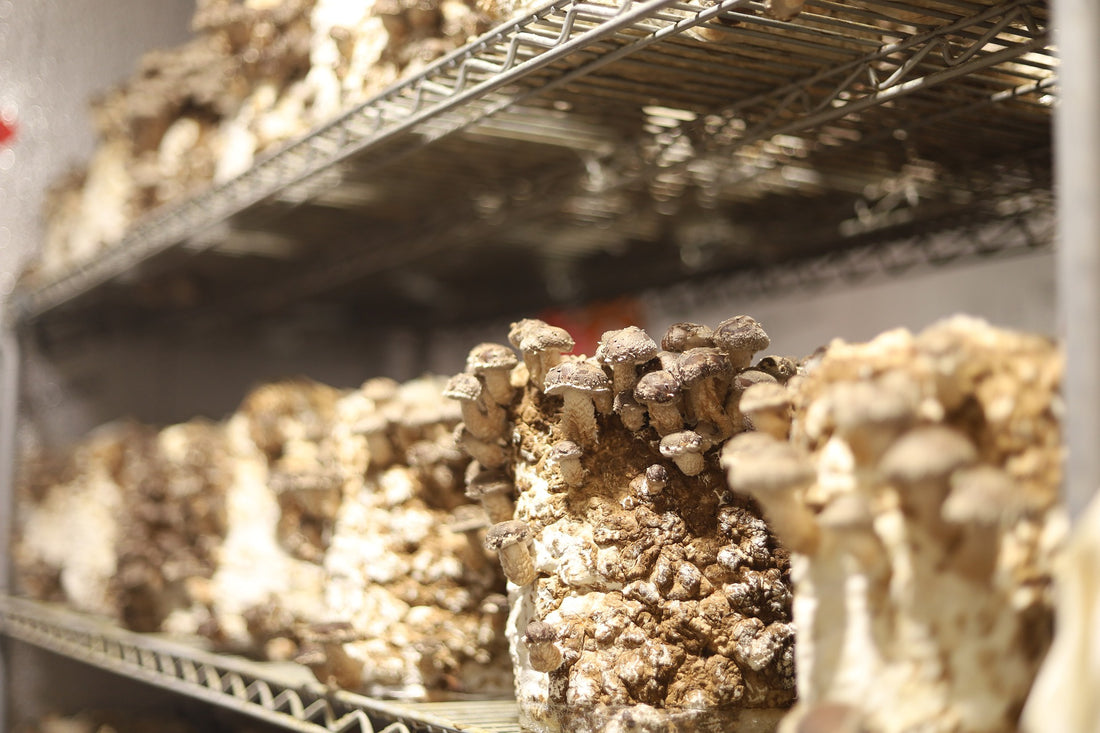 Unlocking Mycelium Potential: The Role of Grain Spawn in Mushroom Cultivation