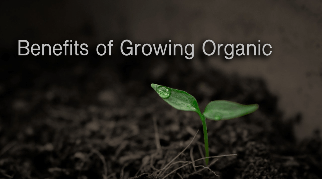 Benefits of Growing Organic