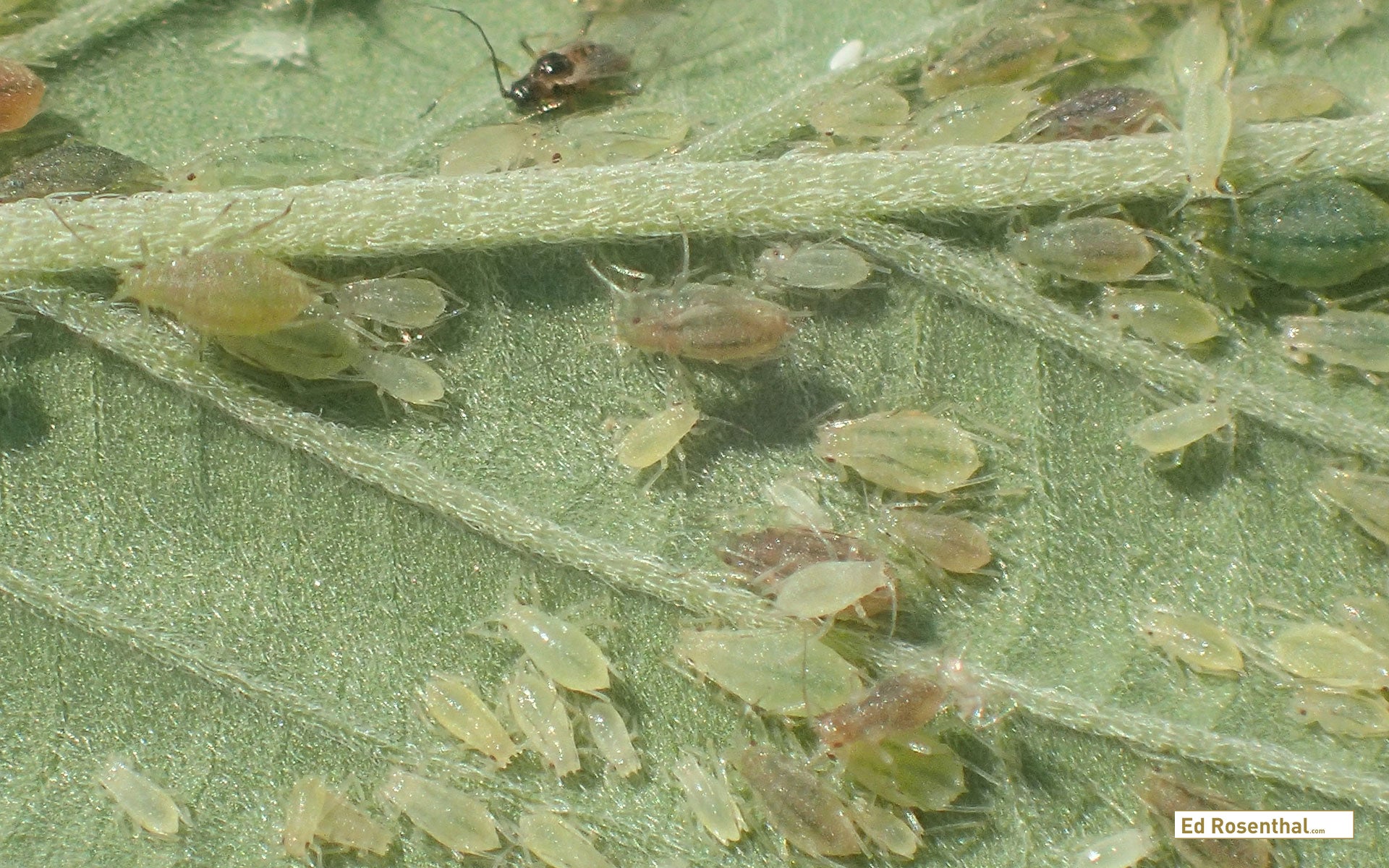 Root Aphids Root Aphid