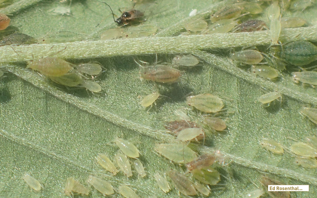 Root Aphids and How to Kill Them
