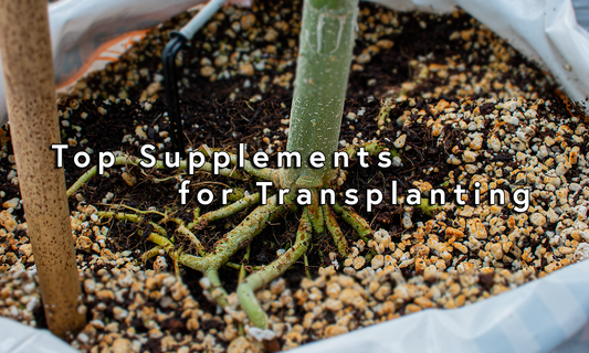 Best Supplements for Transplanting Plants