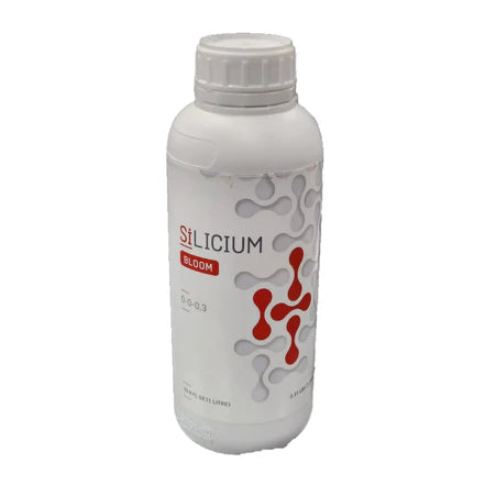 Silicium Bloom