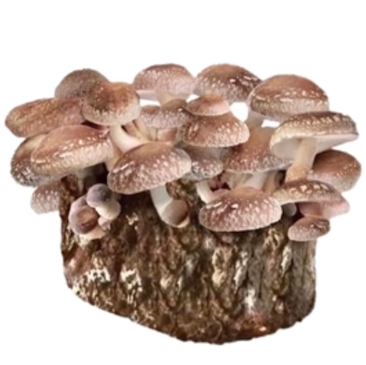 North Spore Shiitake Mushroom Fruiting Block 5 lb