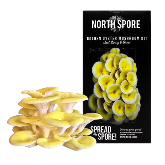 Golden Oyster ‘Spray & Grow’ Mushroom Growing Kit